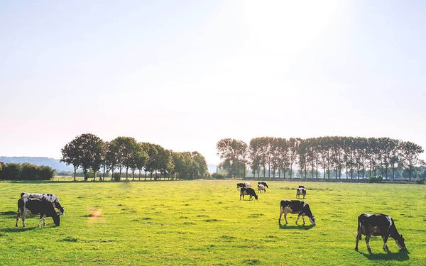 Wenn Dorfkram® Urlaub macht
