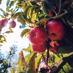 Duftkerze Apfel Pferdeäpfel Dorfkind Kerze