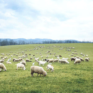 Schafwolle / Duftkerze im Glas / Kerze Dorfliebe Dorfleben